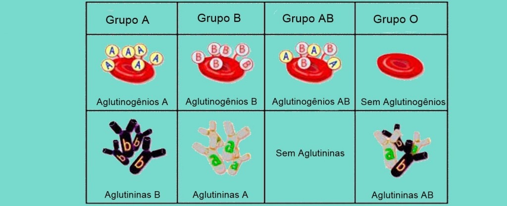 Biologia Sistema Abo E Grupos Sangu Neos