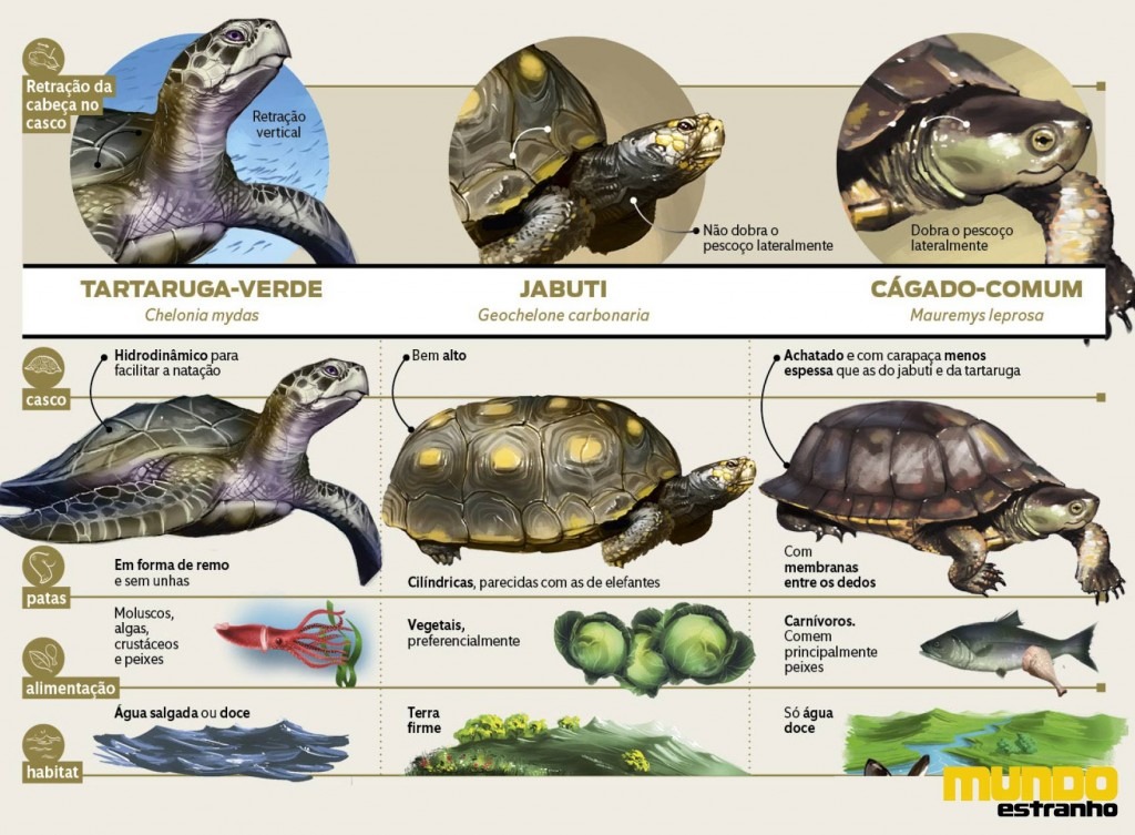 Qual a diferença entre jabuti cágado e tartaruga Ponto Biologia