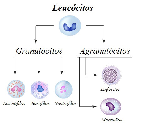Quais São Os Monócitos _ Macrófagos: qué son, características ...