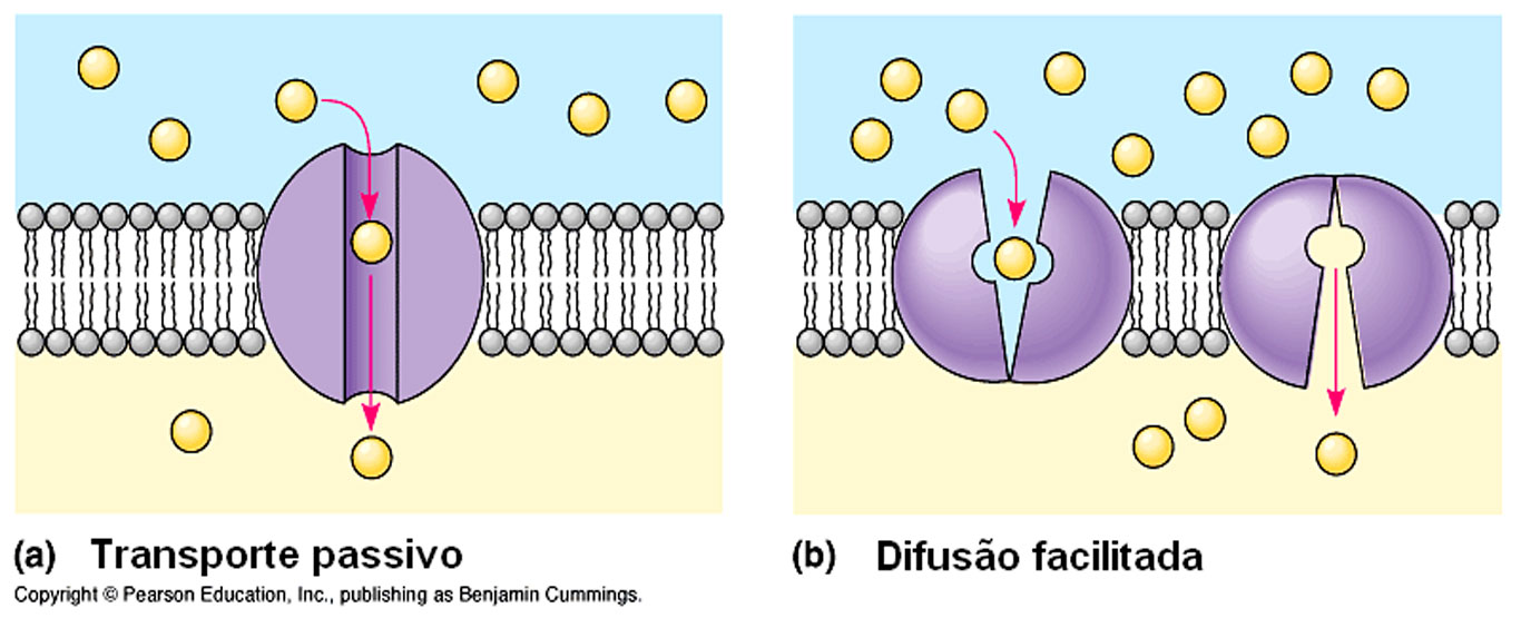 Transporte Passivo Ponto Biologia 1565