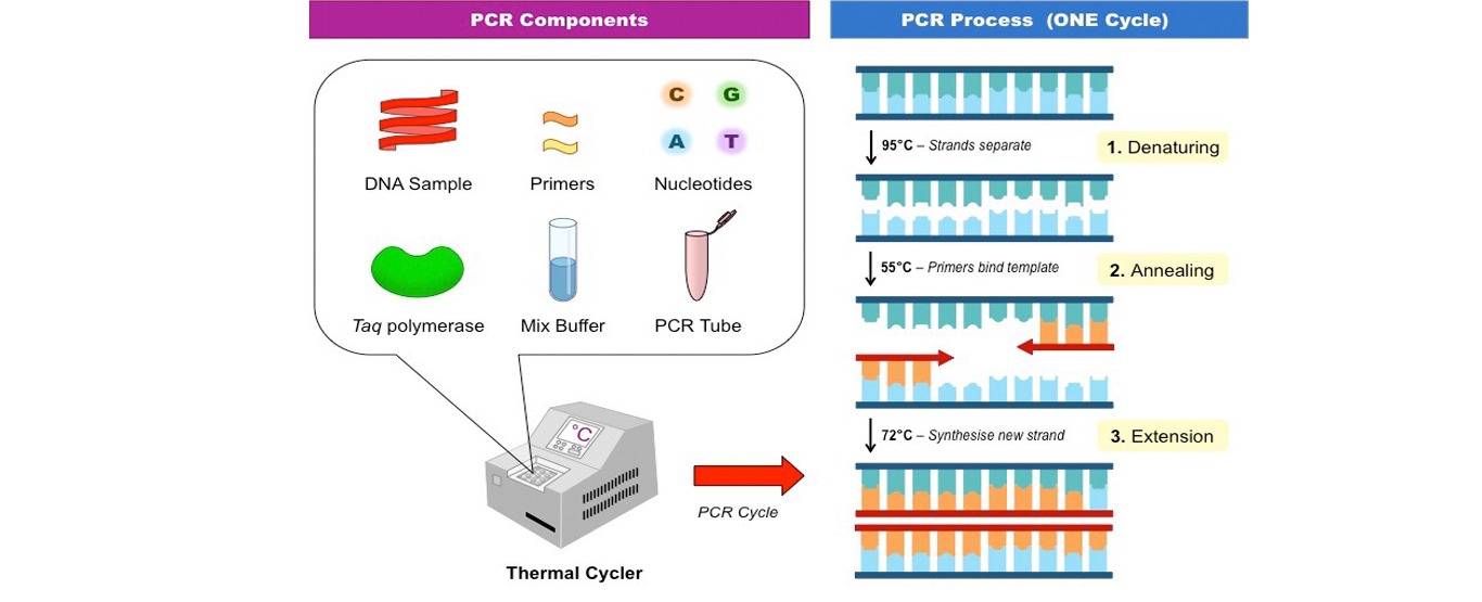 PCR - Ponto Biologia