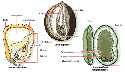 Partes da semente - Ponto Biologia