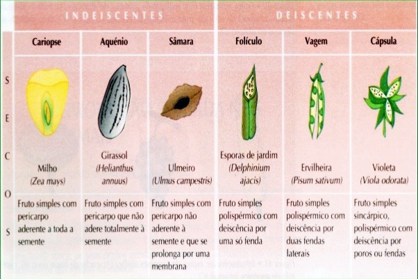 frutos-28-638 - Ponto Biologia