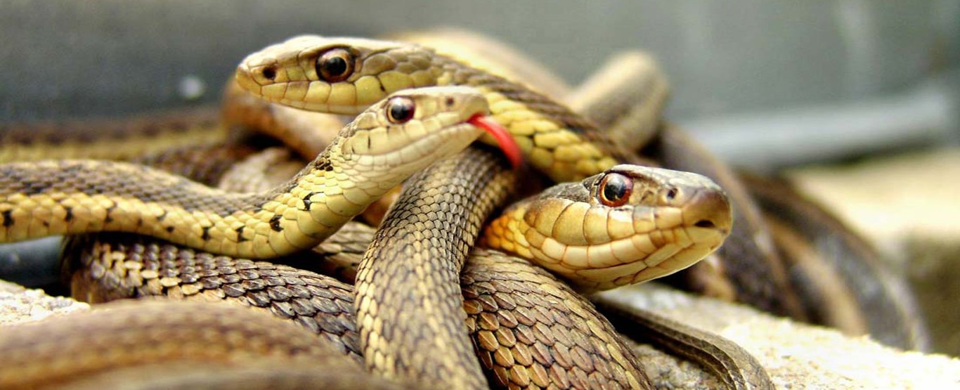 8 mitos e verdades sobre serpente - Ponto Biologia