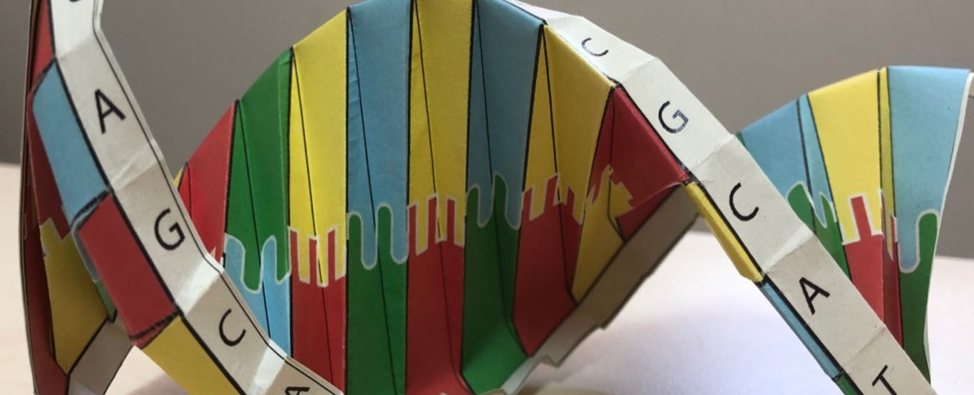 Modelo de origami de DNA em sala de aula - Ponto Biologia