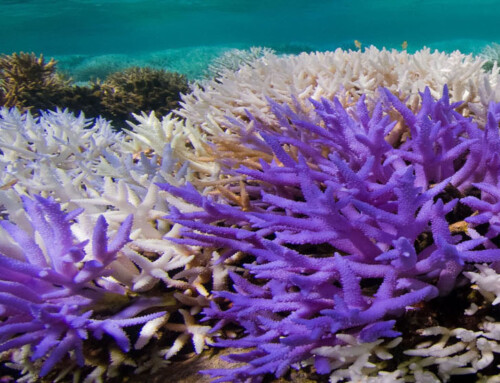 Coral: um animal, um vegetal ou um mineral?