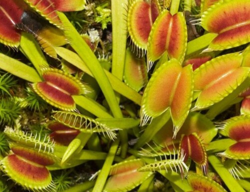 Já pensou em cultivar uma Dionaea muscipula?
