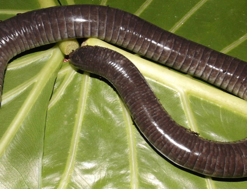 Parece cobra mas não é: conheça as cecílias