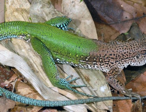 Lagarto verde Ameiva ameiva