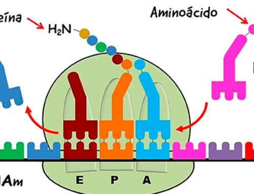 Simulando a síntese de proteínas