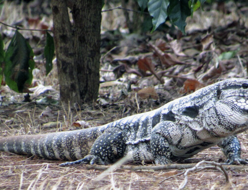 Lagarto teiú