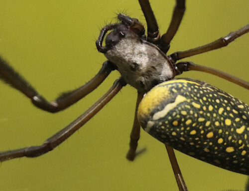 A aranha fio-de-ouro: Conheça a Trichonephila clavipes