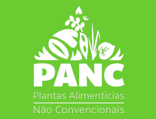 PANC: 7 plantas que são comestíveis e você não sabia