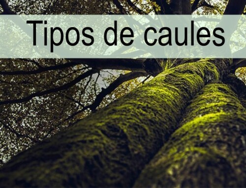 Caule: tipos e suas funções