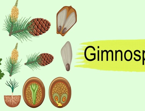 Como as gimnospermas se reproduzem sem flores?