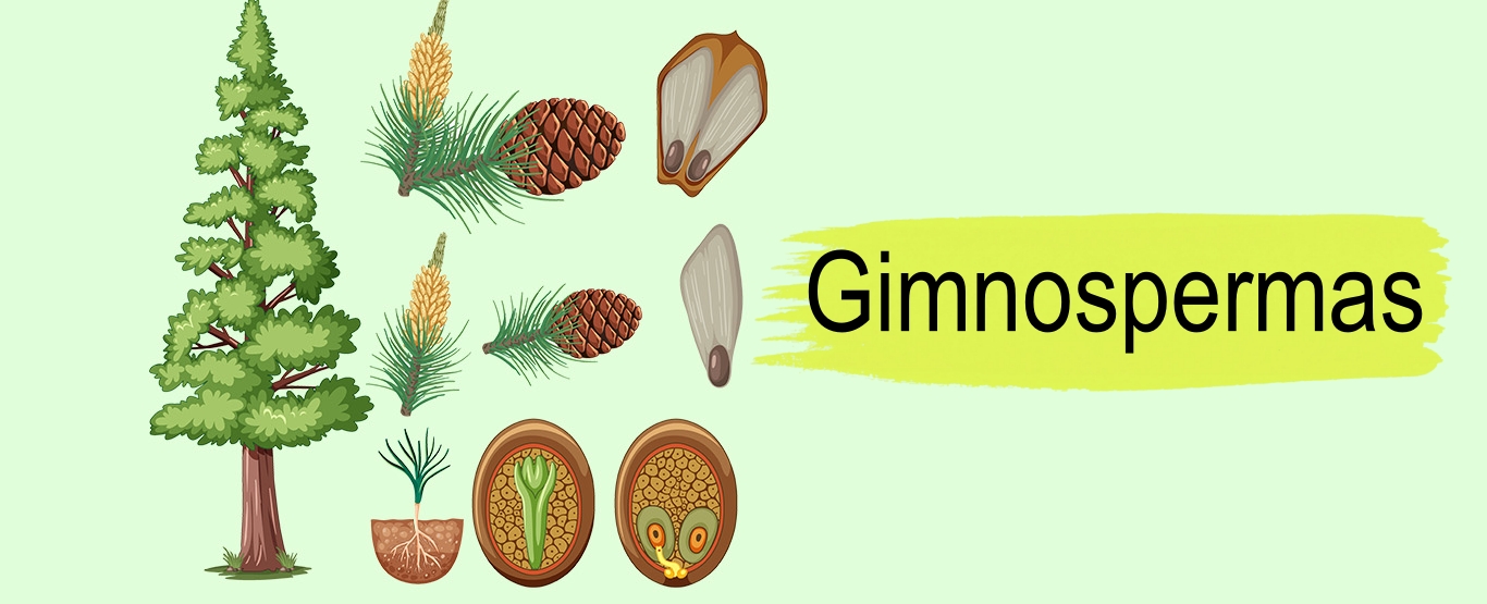 gimnospermas