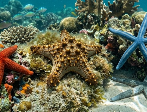 Você conhece as estrelas-do-mar?